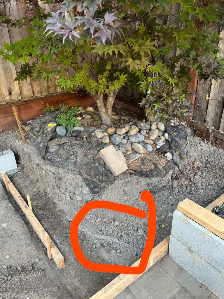My husband said removing this root will kill this Japanese maple tree