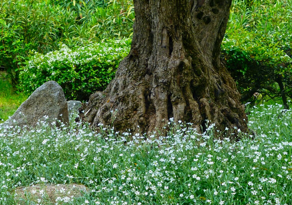 Manto de novia(Cerastium tomentosum)Adornando el Olivo.[OC]