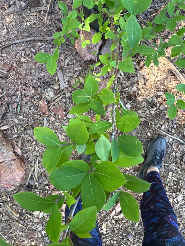 What is this? I think maybe some kind of honeysuckle. Bought in Woodstock, Georgia.