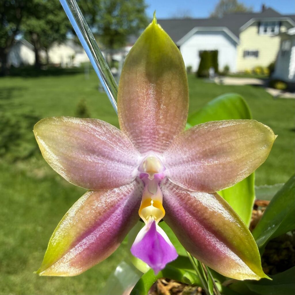 Blooms for the day