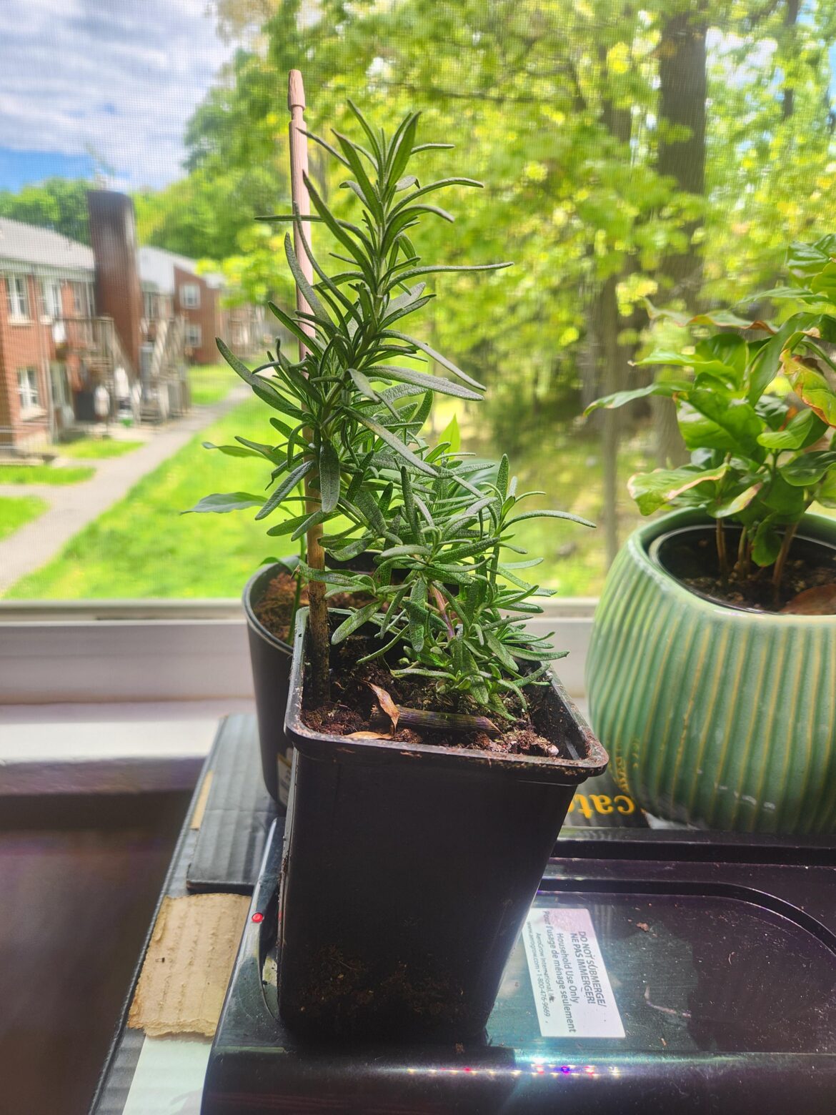 Bought this rosemary from the grocery store, pruning and care tips? Bought this rosemary from the grocery store, pruning and care tips?