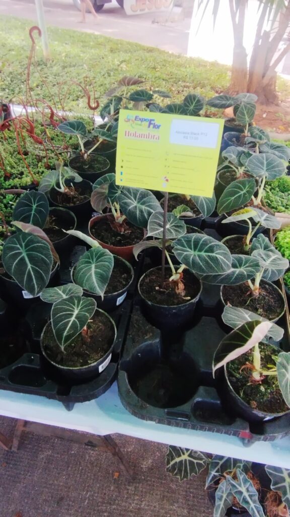 Feira de venda de plantas na minha cidade