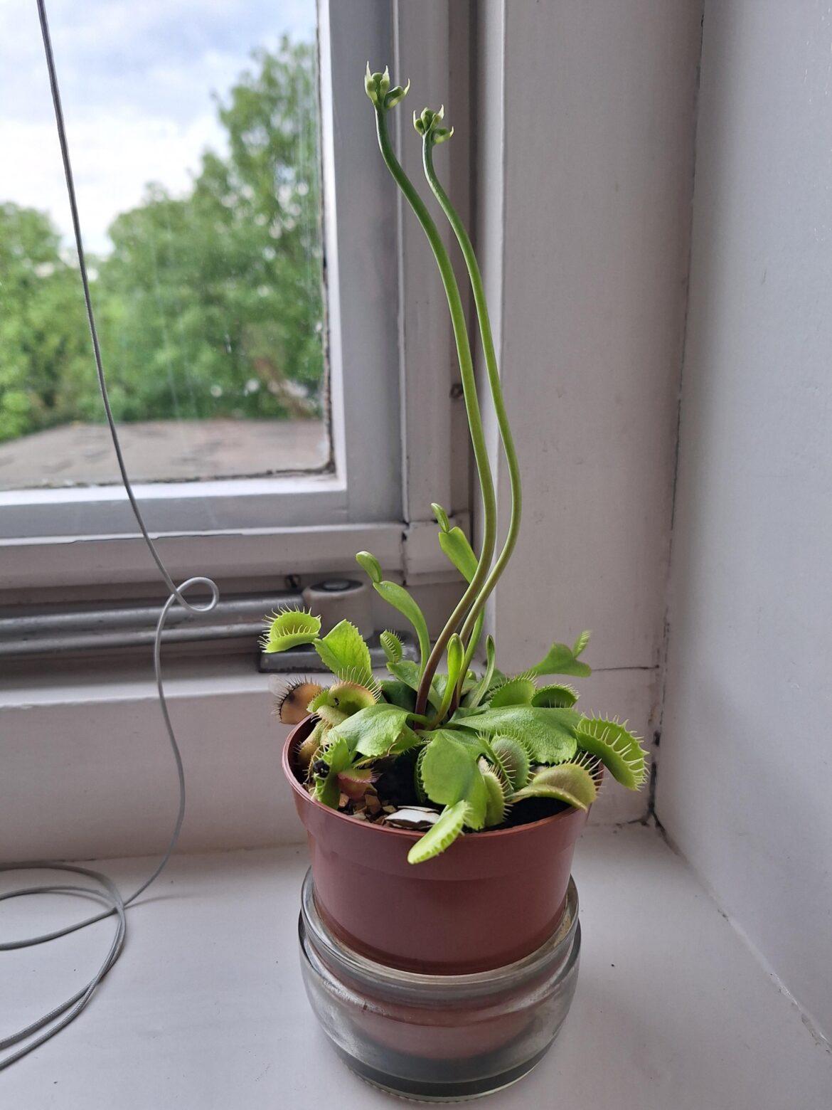What should I do with him?