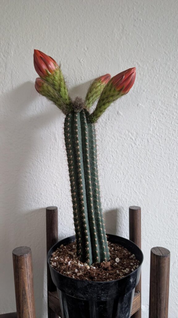 New friend