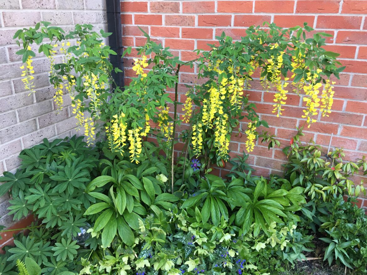 Laburnum in full swing