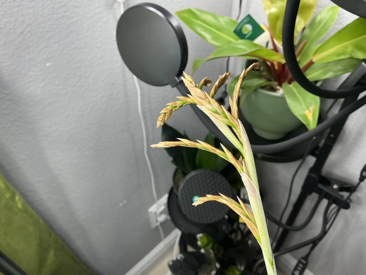 Tillandsia duratii failed flower spike?