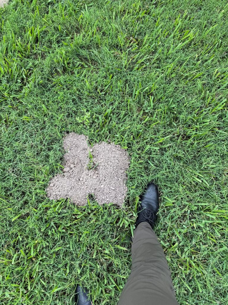 Gopher Mound? South Texas near Gulf