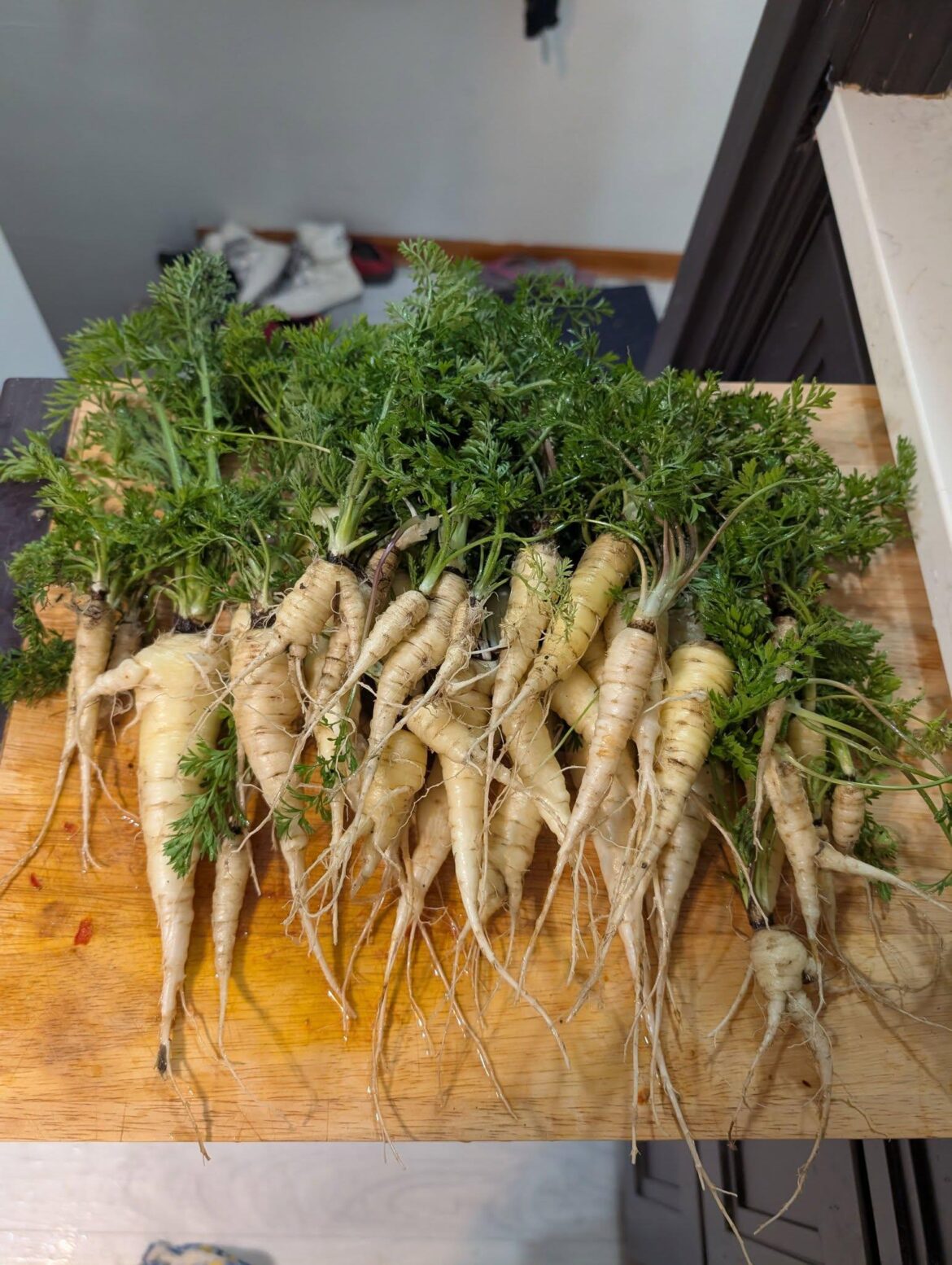 Accidental over-winter carrots? 5b.
