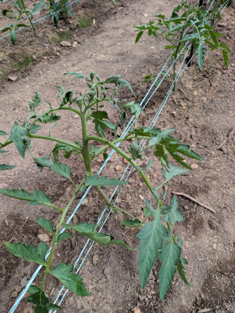 What is wrong with my tomato plants