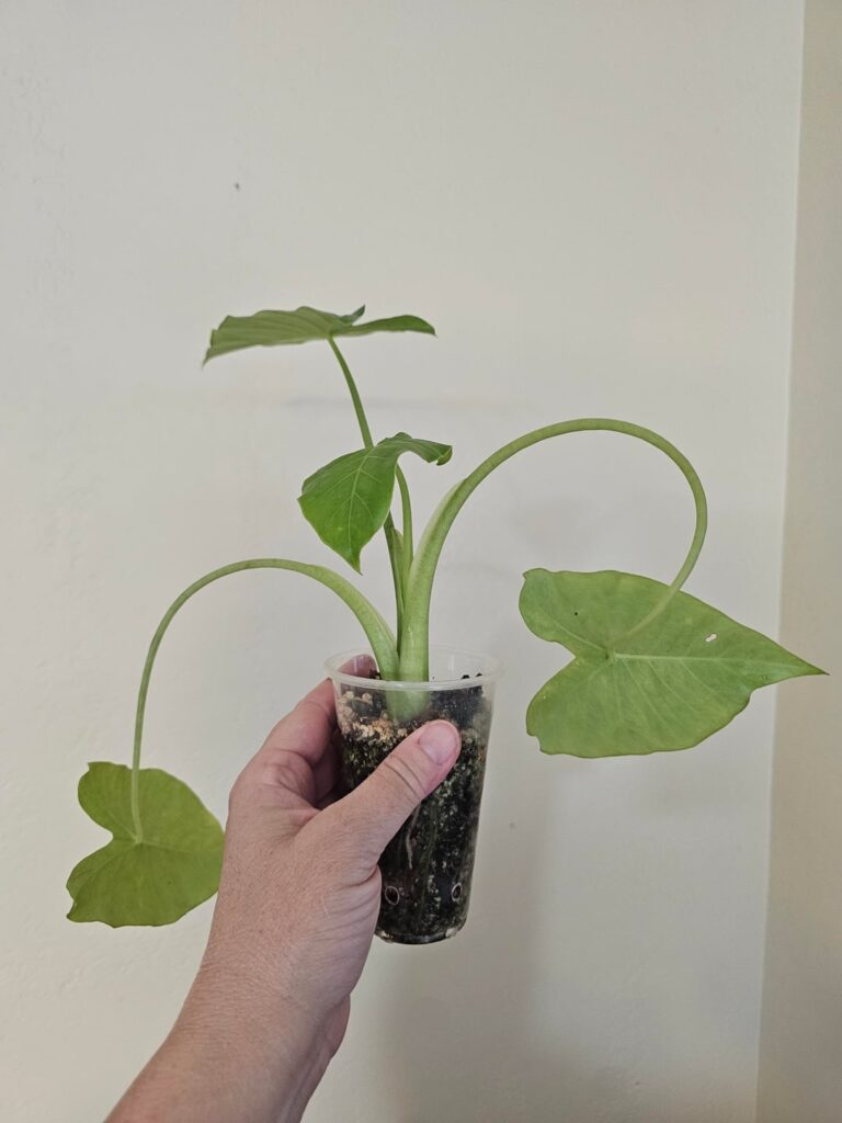 I'm new to alocasia... is this normal?