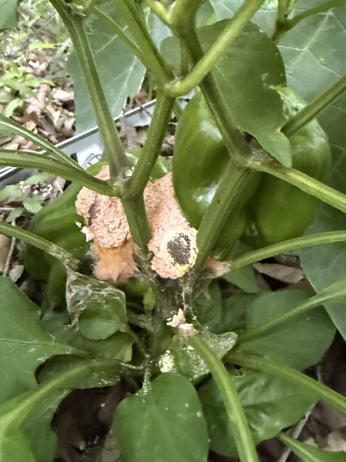 What did I find on my pepper plant? In 30 years I’ve never seen this.