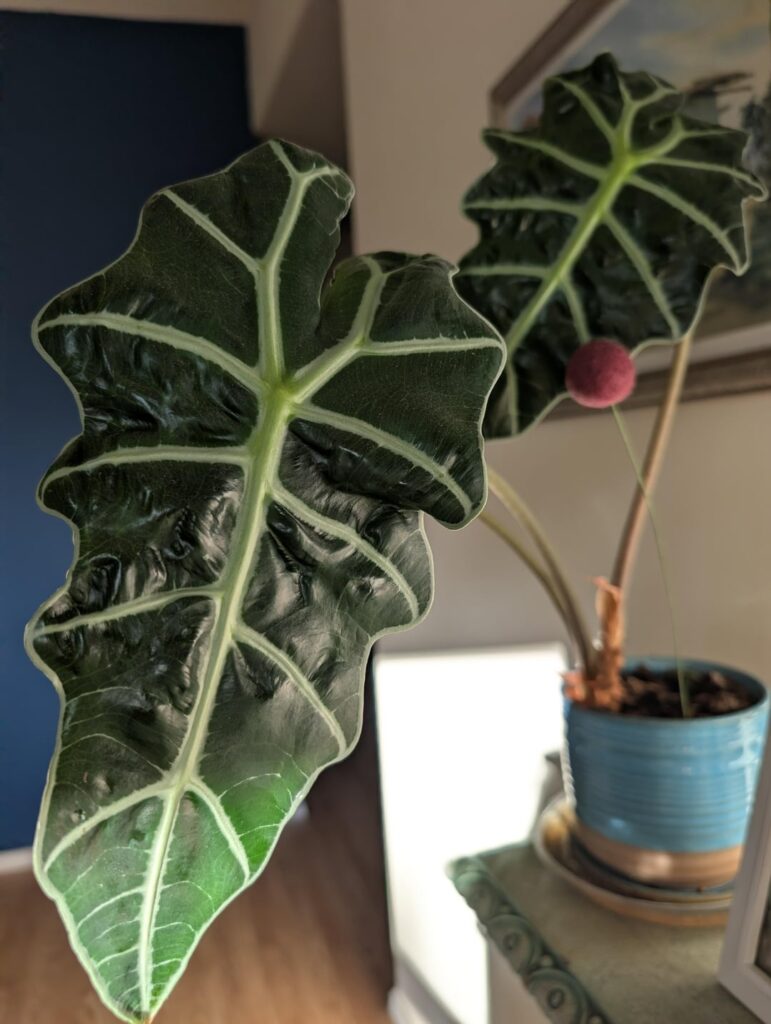 Baby leaf!