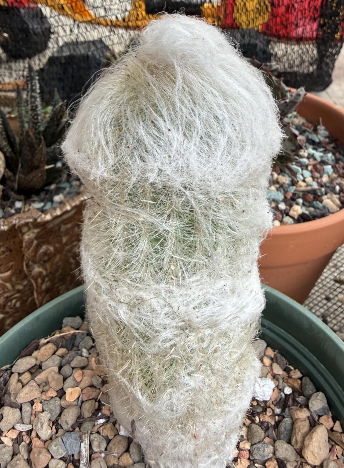 Combover cactus — makes me chuckle a little bit every time I look at em’.