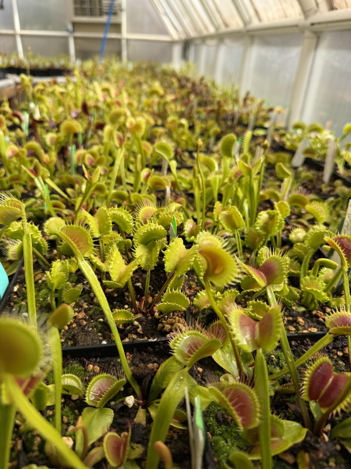 The Venus Flytrap Greenhouse May 7th