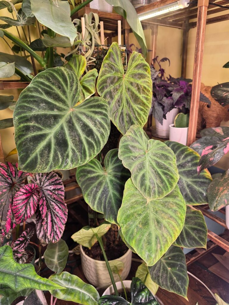 Verrucosum Question Verrucosum Question