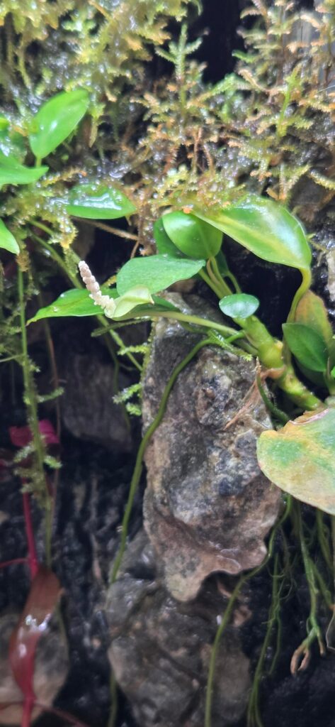 Anubias blooming