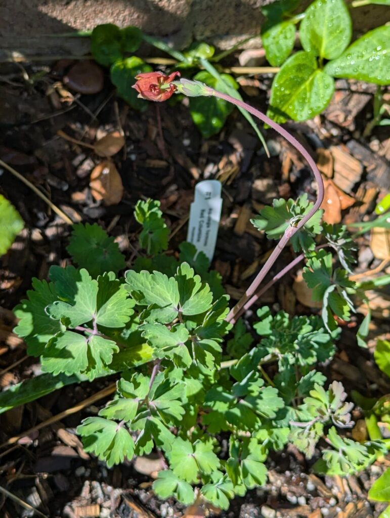This is my 1st time getting native plants and a couple are just about to bloom!