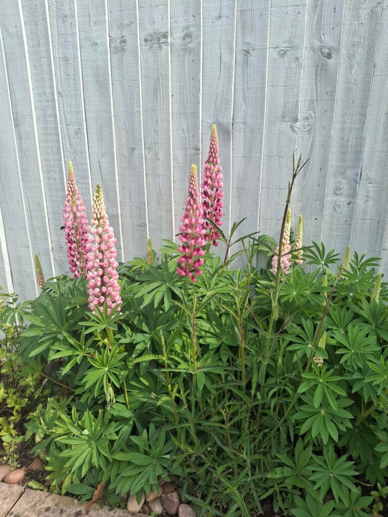 Lupins