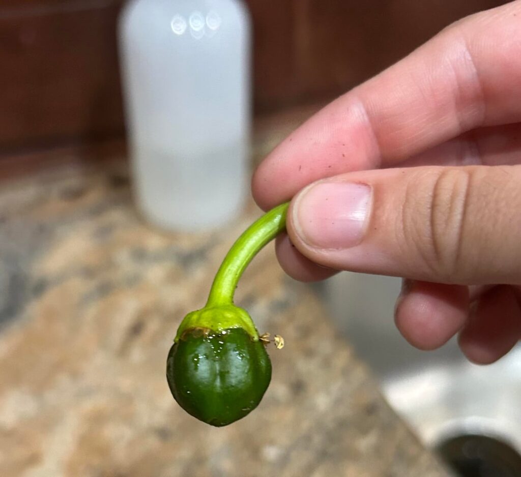 What happened to my bell pepper? ☹️ What happened to my bell pepper? ☹️
