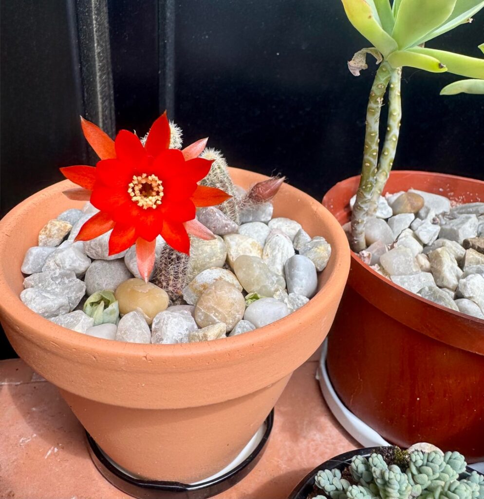 The first cactus in my life that bloomed!