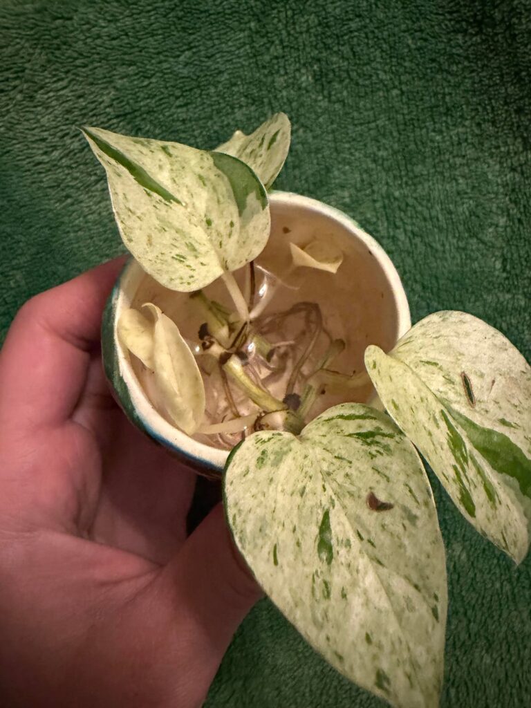 White marble queen cuttings shooting out almost fully white leaves!!