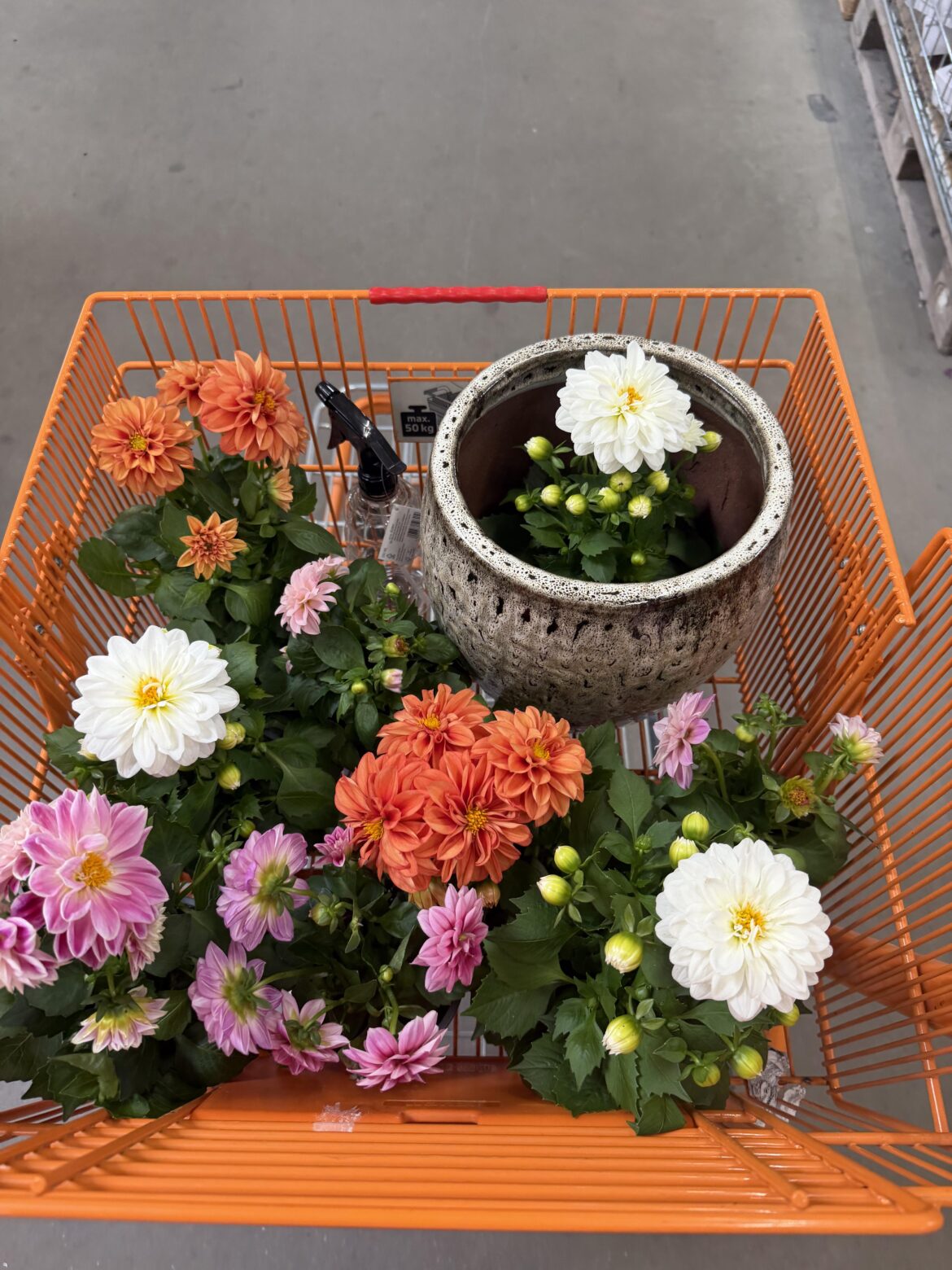 Today’s dahlia hunt haul 🤍🩷🧡🌸