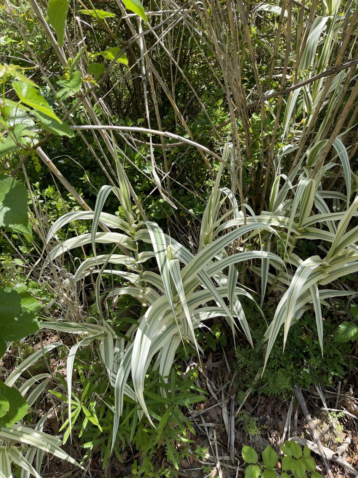 Looks like almost like variegated corn