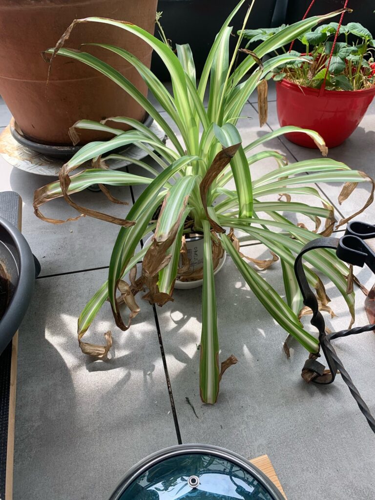 The leaves of my spider plant/Grünlilie are turning brown. Please help The leaves of my spider plant/Grünlilie are turning brown. Please help