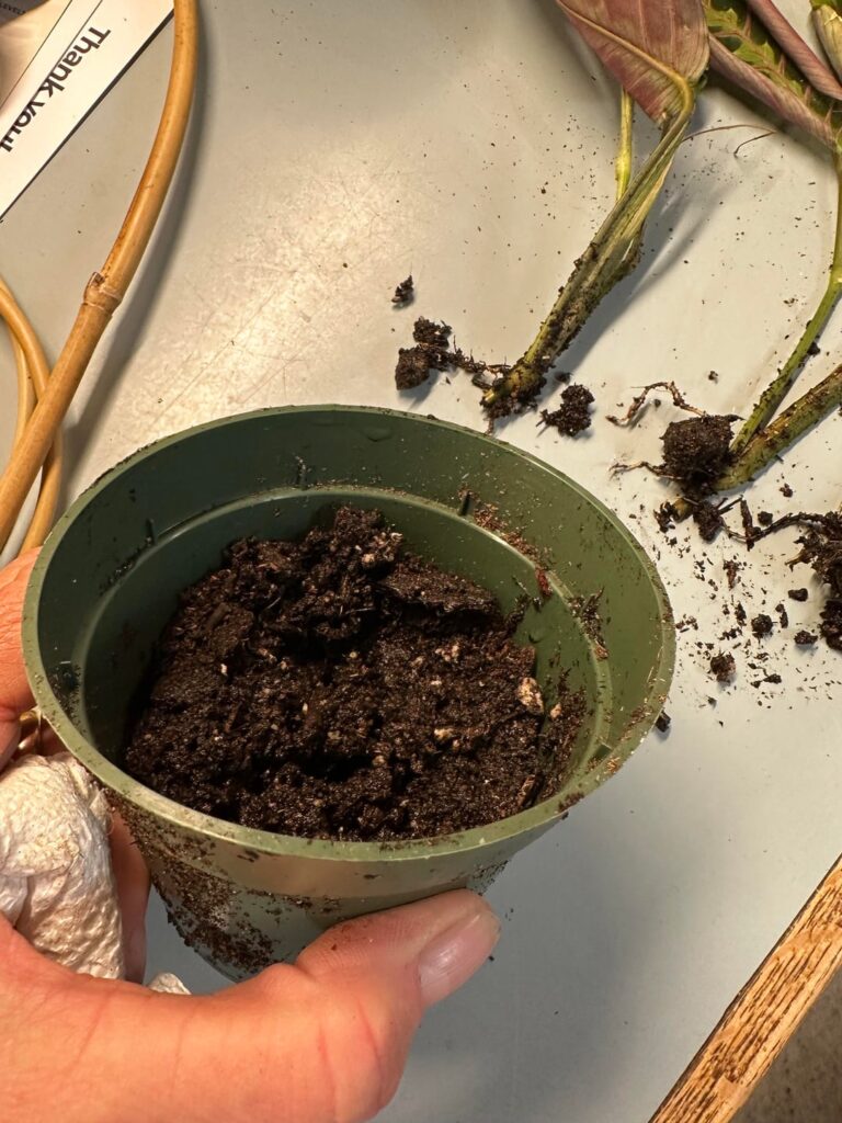 Mother’s Day Plant??!! Mother’s Day Plant??!!