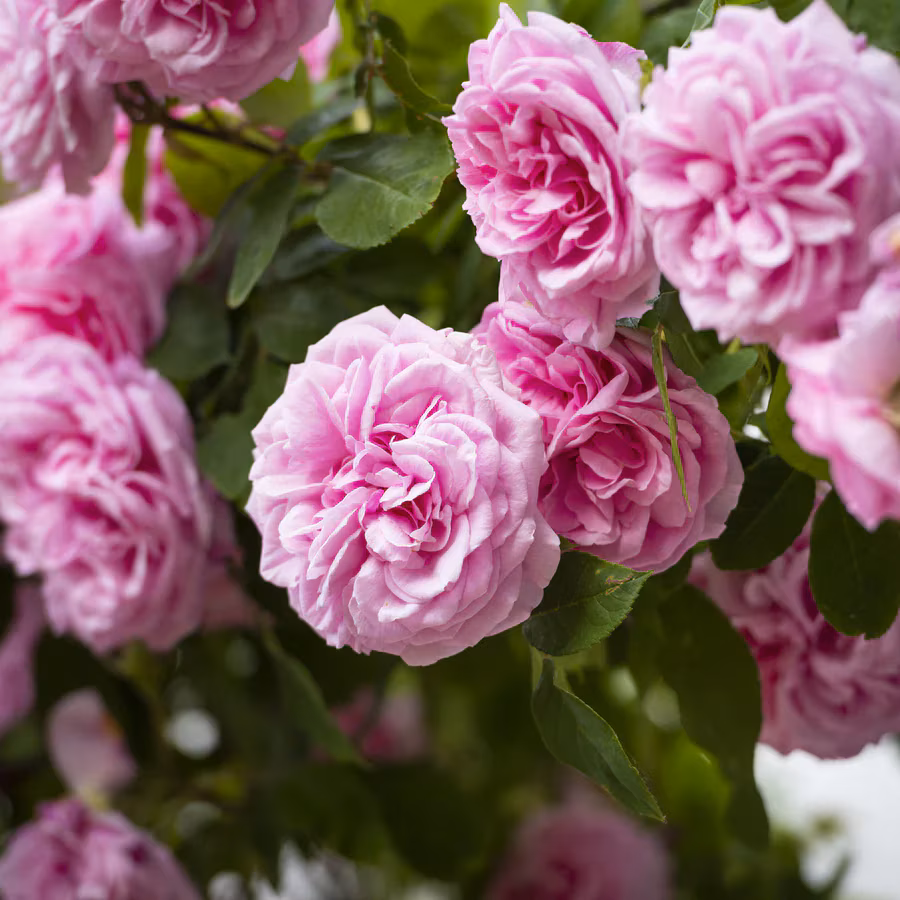 Climbing rose 'Gertrude Jekyll' 