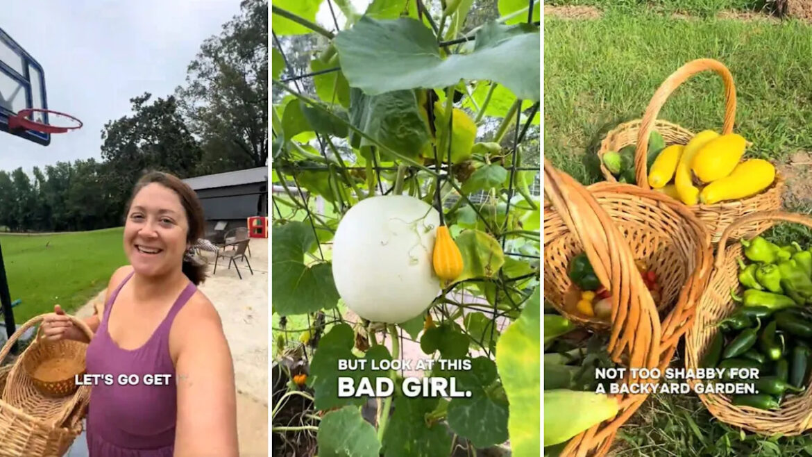 Gardener comes home after four days to find giant gourds, hidden cucumbers, and okra Gardener comes home after four days to find giant gourds, hidden cucumbers, and okra