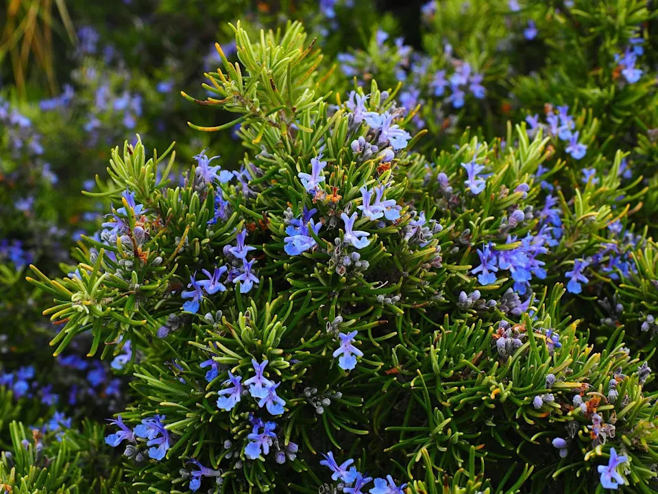 4. Rosemary - The Fragrant Workhorse (Image Credits: Pixabay)