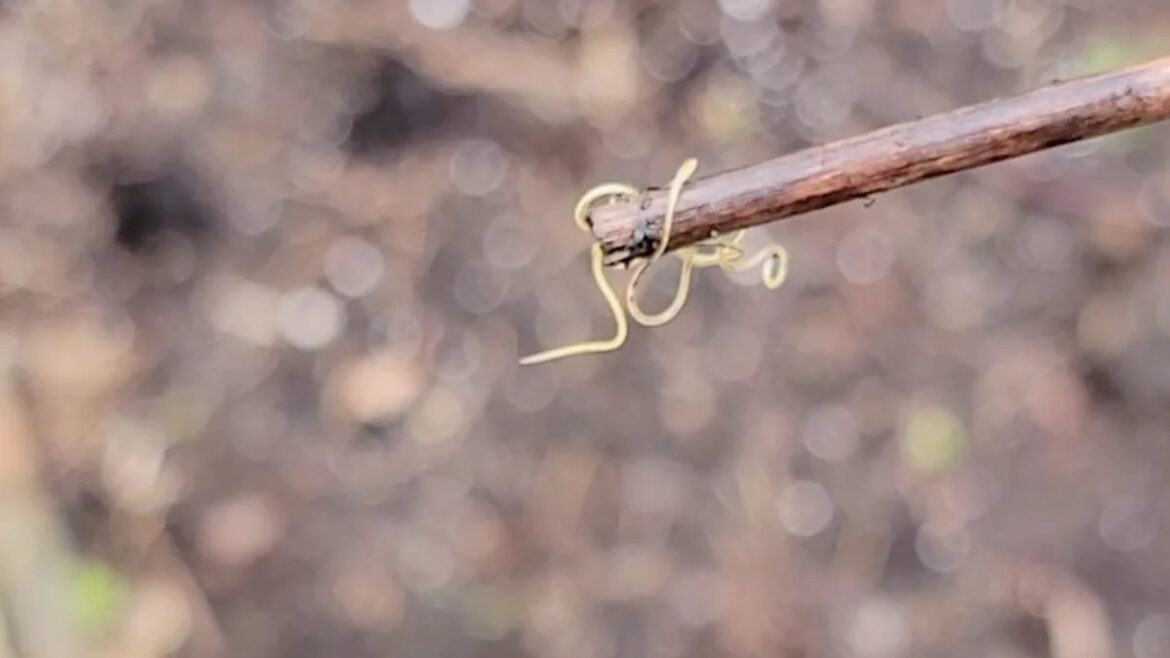 Gardener thought they could handle creepy crawlies, until this parasite-like worm changed everything Gardener thought they could handle creepy crawlies, until this parasite-like worm changed everything
