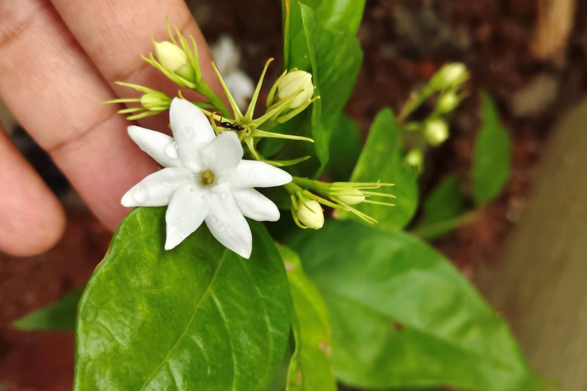A female hand holding a blooming Jasminum multiflorum, commonly known as star jasmine, downy jasmine, mogra in the garden