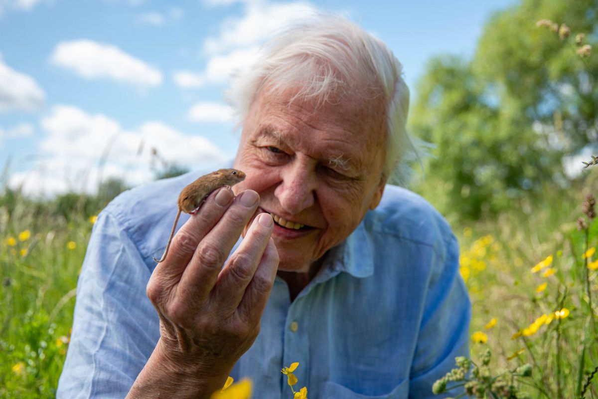 David Attenborough and a harvest mouse from Wild London