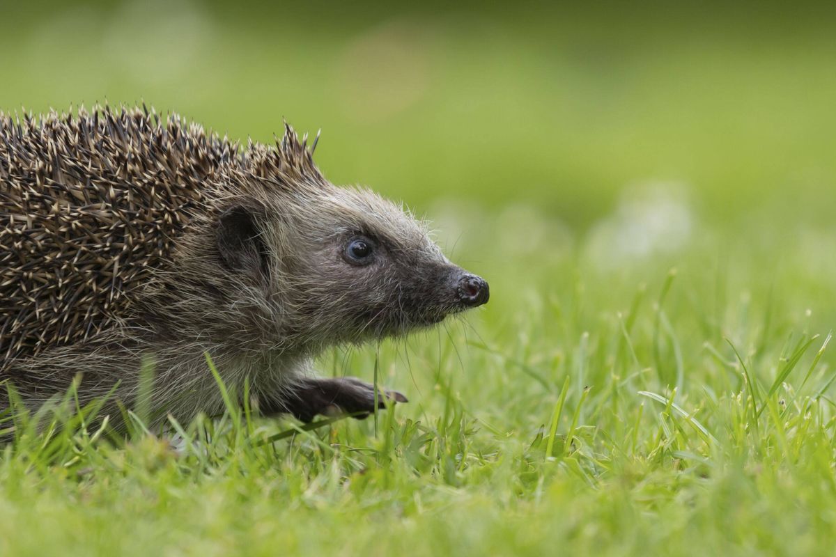 European hedgehog (Erinaceus europaeus) adult animal on a garden grass lawn in summer, England, United Kingdom