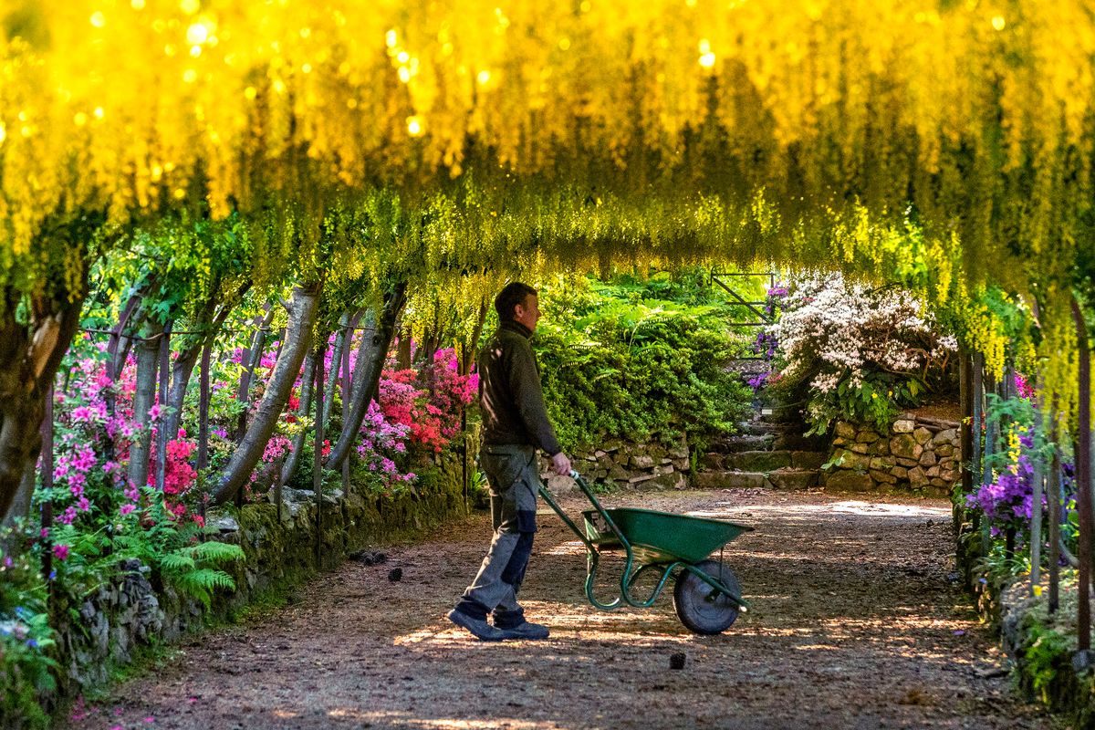 A gardener walks beneath the golden laburnum arch at the National Trust's Bodnant Gardens
