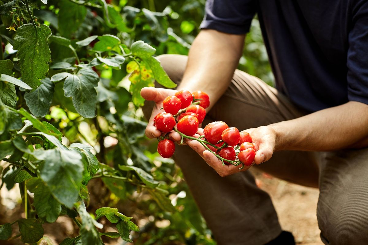 Midsection of agronomist with fresh cherry tomatoes. Male farmer is picking fruits. He is working at greenhouse.