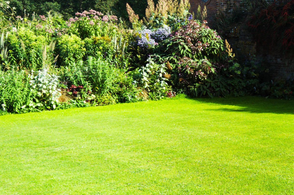 lawn green grass garden summer lush sunlight