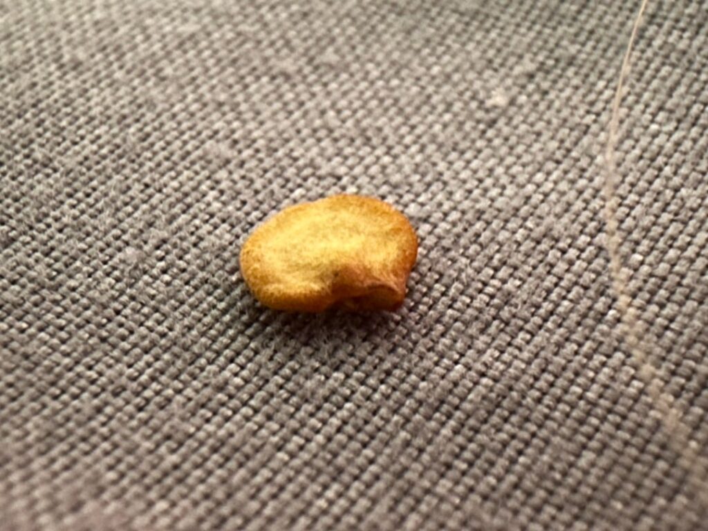Seeds in my bedroom??