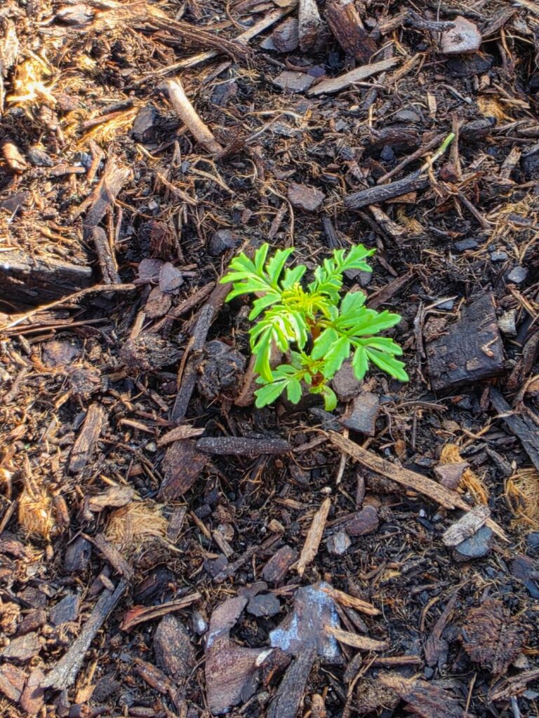 Mystery seedlings? Mystery seedlings?