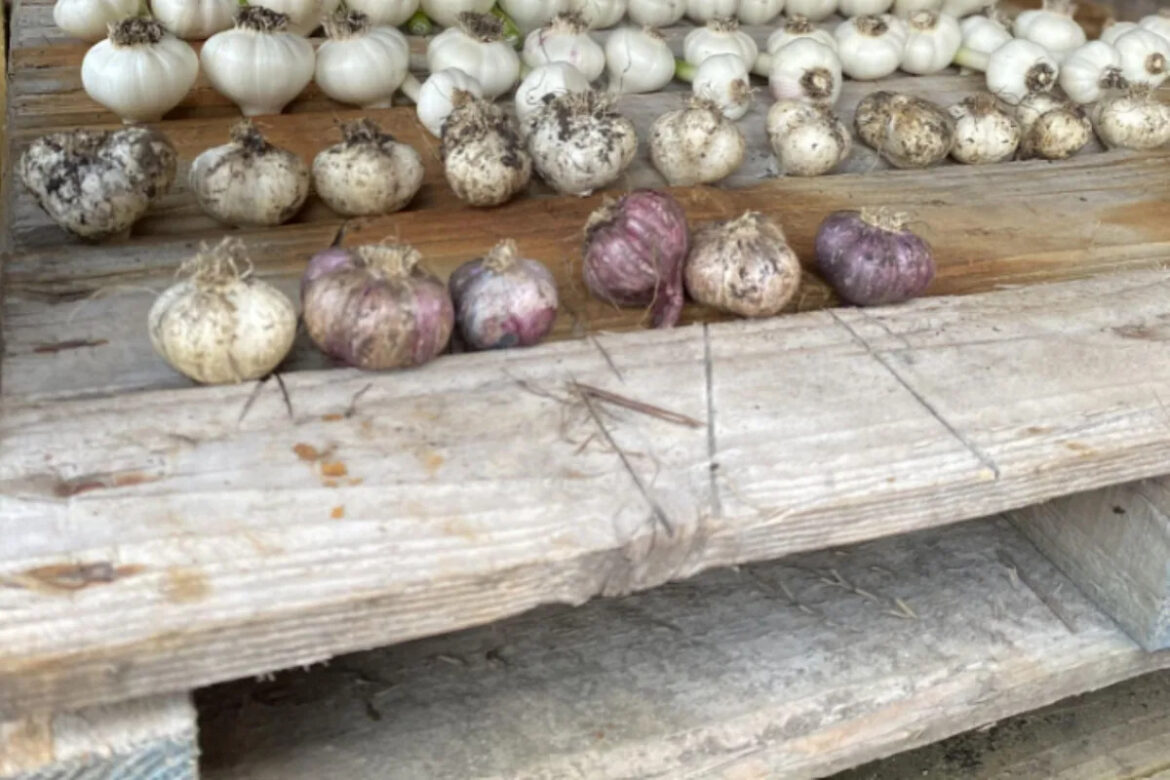 New gardener shares massive garlic harvest after learning from common growing mistakes New gardener shares massive garlic harvest after learning from common growing mistakes