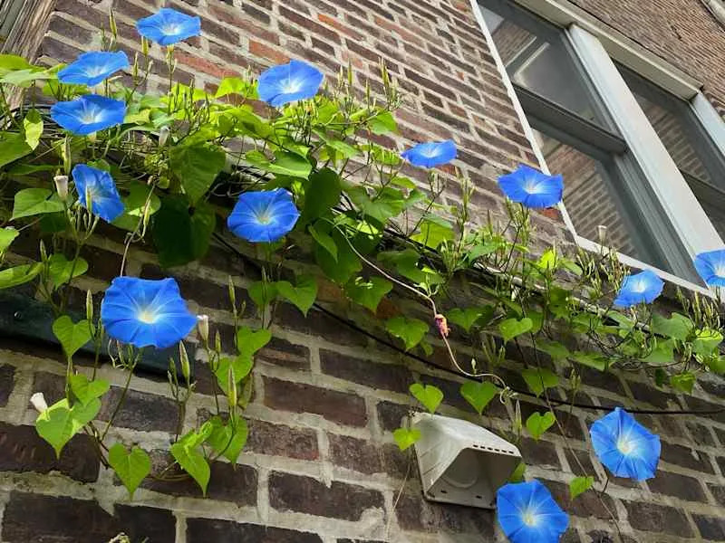 Vibrant blue morning glory flowers climbing a brick wall, with green leaves and a small vent below.