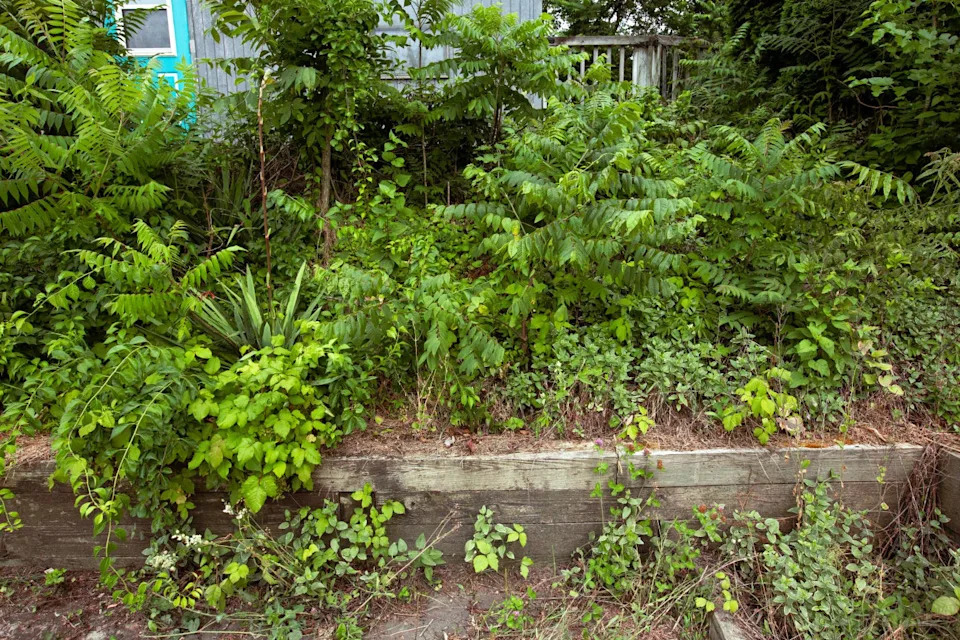 invasive plants, overgrown lawn weeds outdoors. overwhelm concept of overgrown backyard for invasive species, gardening, or weeding garden. invasive plant variety includes: poison ivy, wineberry shrubs, sumac trees, and tree of heaven (ailanthus altissima). part of a series.
