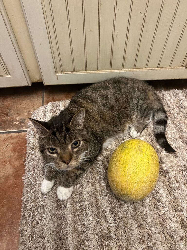 Our first cantaloupe! 🐱🍈 (old man for size reference)