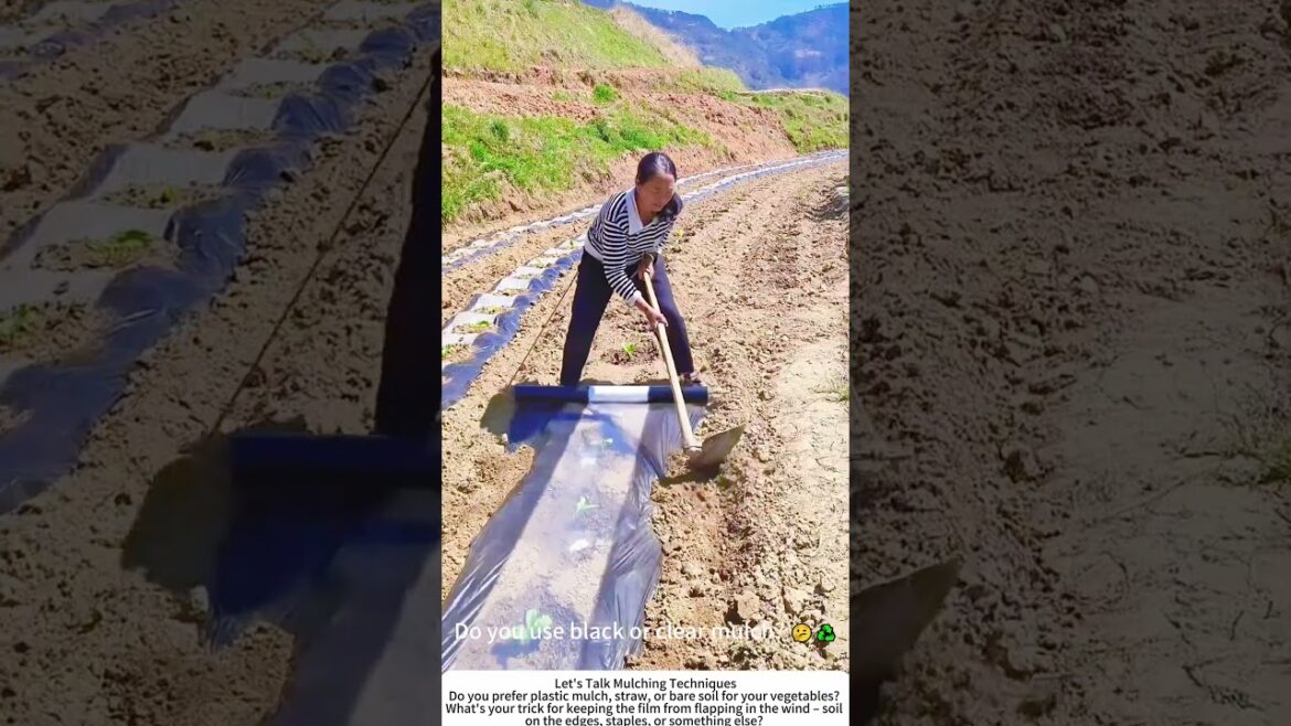 Laying Vegetable Mulch Like a Pro β Fast & Wrinkle-Free π±π§€ Laying Vegetable Mulch Like a Pro β Fast & Wrinkle-Free π±π§€