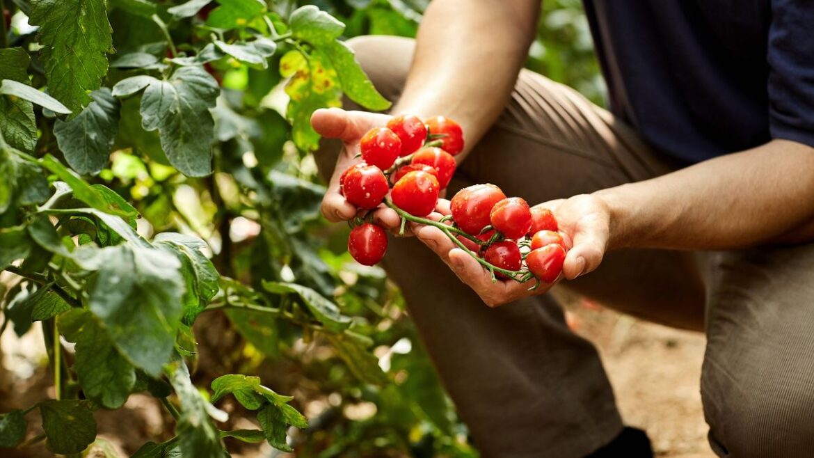 Tomatoes will grow bigger and juicier in June after 5-second gardening job Liverpool Echo