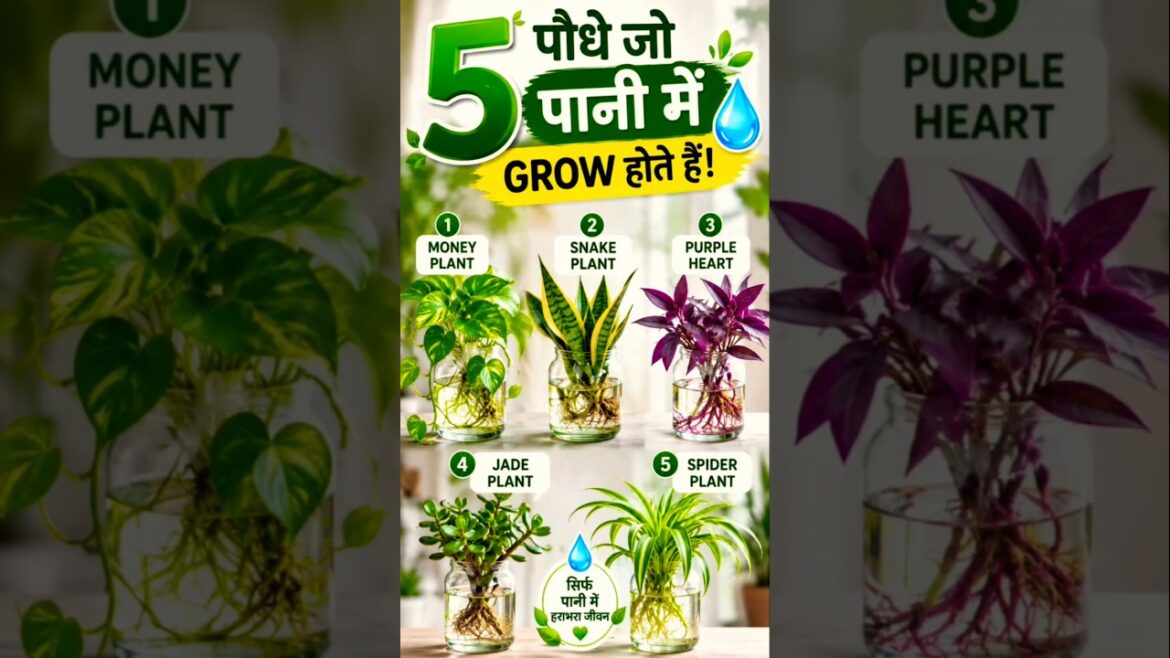 5 Home plants ☘️You Can Grow in Water through cuttings🌿 indoor plants#indoorplants​ #plants​#shorts