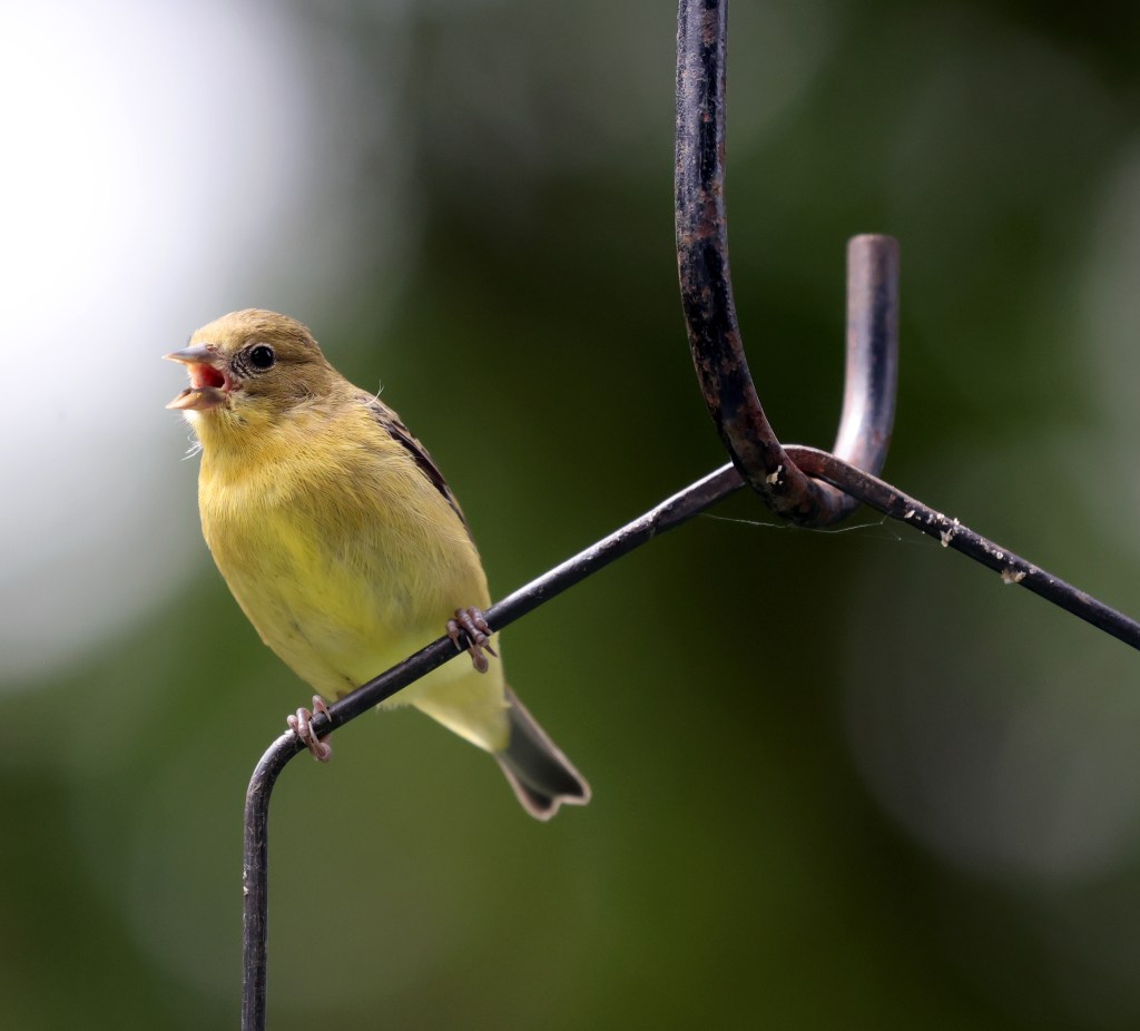 Lafayette ‘chaos gardener’ looking to lure goldfinches Lafayette ‘chaos gardener’ looking to lure goldfinches