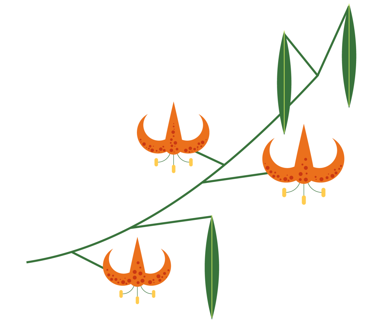 graphic illustration of Humboldt's lily